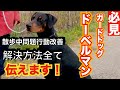 【必見❗️】ドーベルマン散歩での問題行動改善セッション（大型犬の散歩で悩んでおられる方へ）