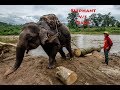 Elephant Dragging Timber to Truck |ആന തടി പിടിക്കുന്നു കാഴ്ച് | Wood vs Elephant Elephant Dragging Timber to Truck |ആന തടി പിടിക്കുന്നു കാഴ്ച് | Wood vs Elephant