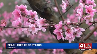 Dickey Farms predicts good crop of Georgia peaches despite weather challenges