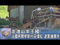 走進山羊王國! 法國阿爾卑斯村莊爆紅 遊客搶餵羊｜FOCUS午間新聞 20260723 @TVBSNEWS01