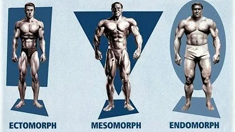 ¿Cuáles son los 4 tipos de cuerpo?