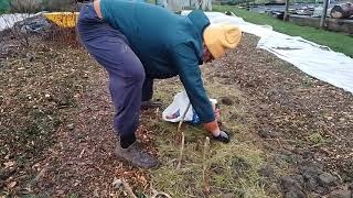 Planting Out 8P A Bag Lidl Echalion Shallots. Will They Grow? 1St January 2025