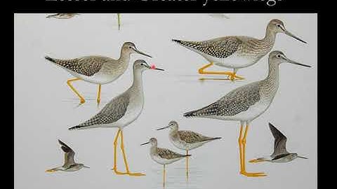 Yellowlegs identification - which one is it? Greater or Lesser yellowlegs?