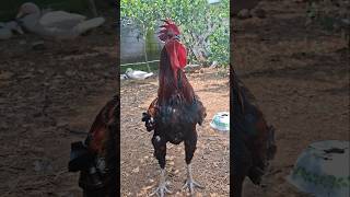 Big Rooster Screaming Crowing Sound