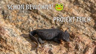 Ein Gartenteich entsteht: ERSTER Bewohner schleicht sich ein! 🐸 | Teichbau