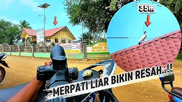 BERBURU MERPATI LIAR‼️DAN HAMA TUPAI