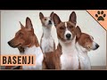 Basenji - Dog Breed Information