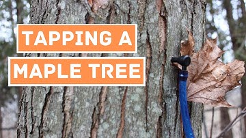 FIRST TIME TAPPING MAPLE Trees for SYRUP