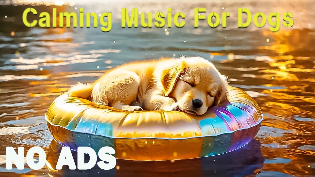 View of Dog Sleep Music 🐶🎵 Calming Melodies for Anxious Dogs ⭐ Soothing Sounds ...