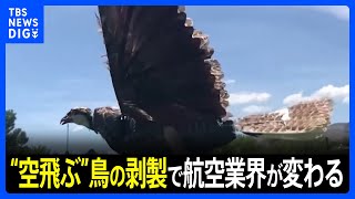 「鳥の剥製を空に飛ばすと、なぜか航空業界が変わる」という不思議な研究｜TBS NEWS DIG