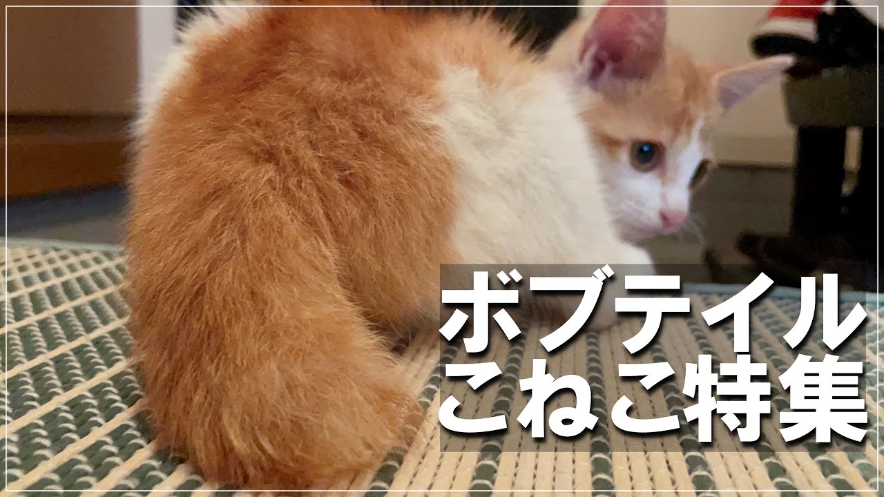 猫マニア向け 厳選ボブテイル集 Youtube
