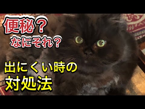 【猫の便秘対策】うんちが出ない？かたい？獣医さん家の猫の対処法は…