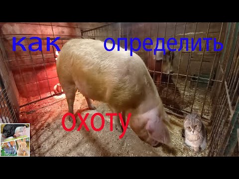 Охота у свиней! как определить и когда подпускать к хряку