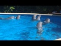 Dolphins playing at Sea World Orlando Florida
