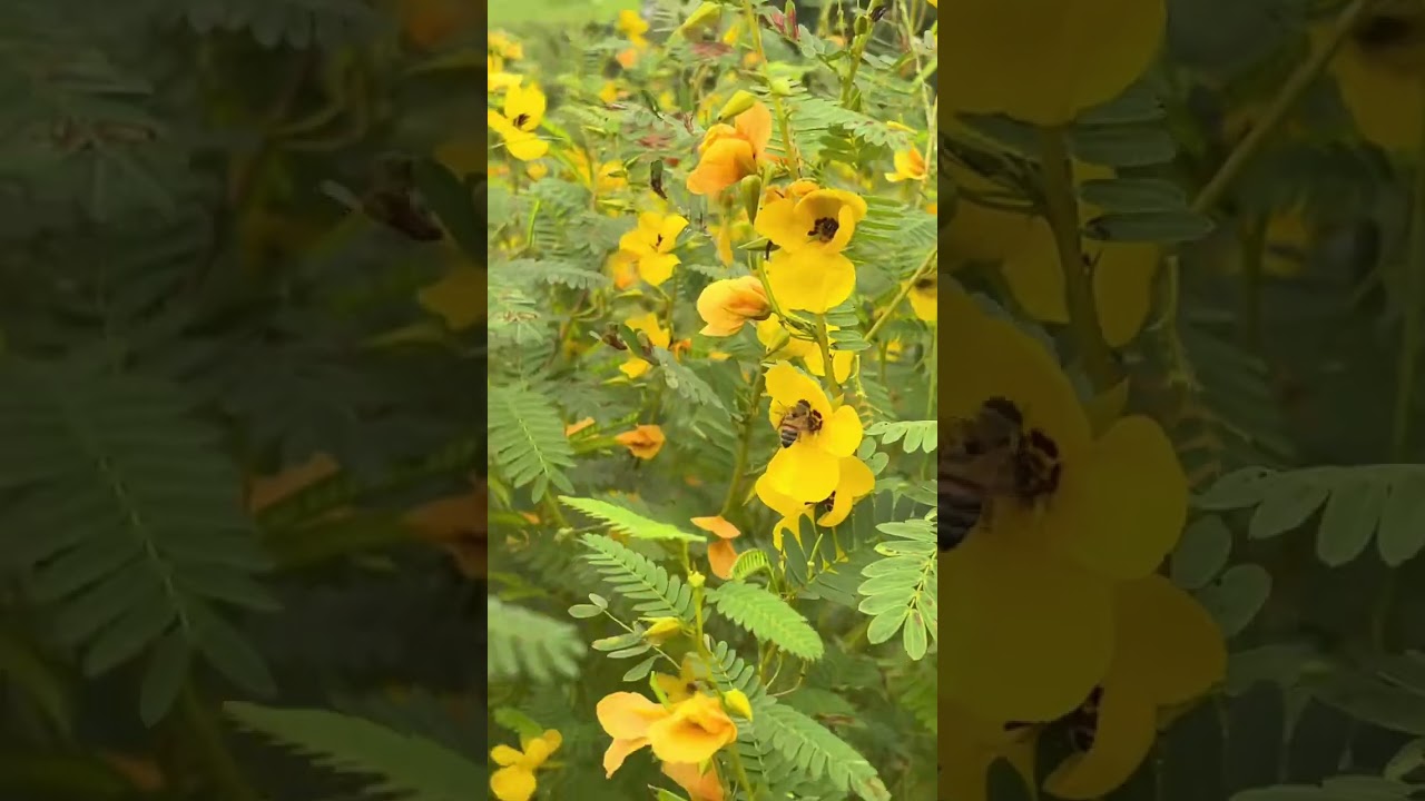 Blooming now 🌼 in Texas - a great honey producing plant for beekeepers