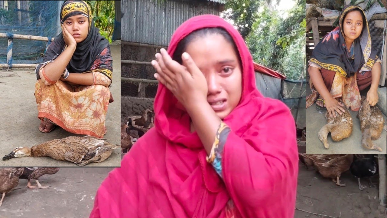 সর্বনাশা ভাদ্র মাস। মনিকার হাঁস কোন রোগে আক্রান্ত হলো। 