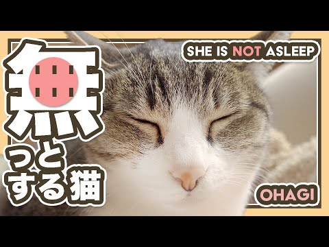 無っとする猫