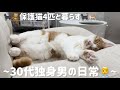 【独身】4匹の保護猫に癒されるアラサー男の日常。