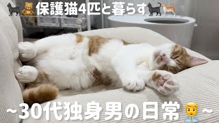 【独身】4匹の保護猫に癒されるアラサー男の日常。