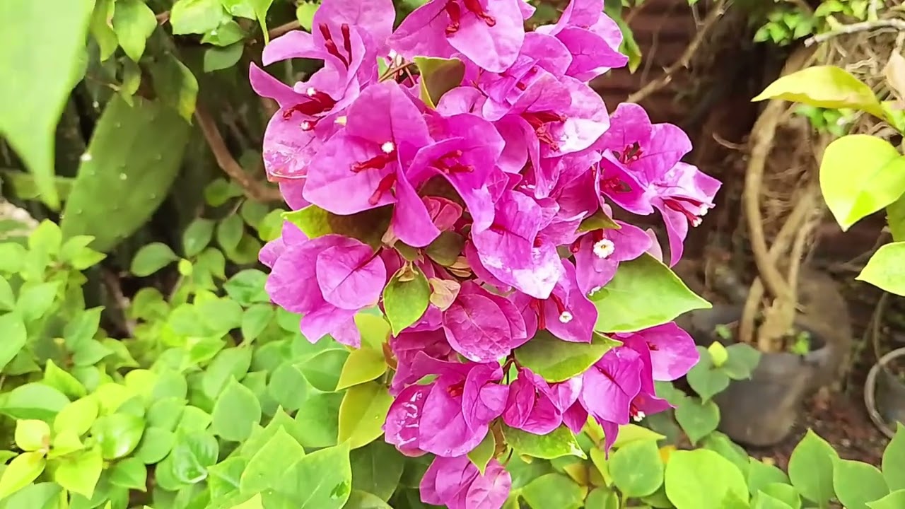 KINDS OF RARE BOUGAINVILLEA | VARIEGATED BOUGAINVILLEA 