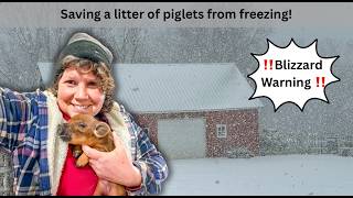 Blizzard Warning, Save the Baby Pigs