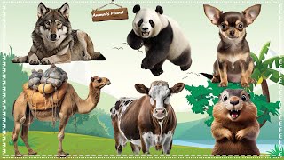 Discover the Amazing World of Animal Sounds: Wolf, Panda, Dog, Camel, Cow, Otter