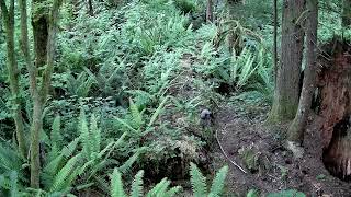 View from above of owl sitting on the mossy log.