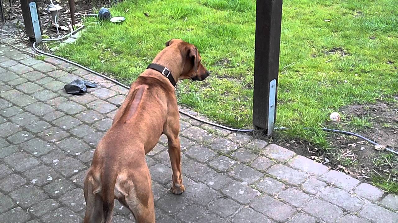 rhodesian ridgeback in action