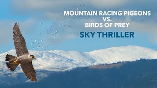 Mountain Racing Pigeons VS. Birds of Prey  Sky Thriller