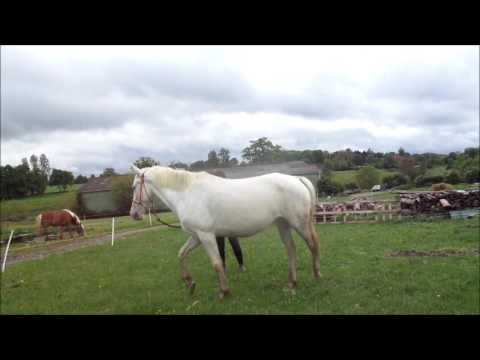 love simon desensibilation de corail