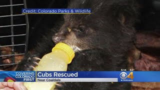 Twin Bear Cubs Rescued, Taken To Wildlife Rehab Center