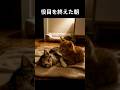 【実話】三毛と茶トラの姉妹猫の絆｜姉の命を守って、妹は逝った #実話#姉妹猫#保護猫