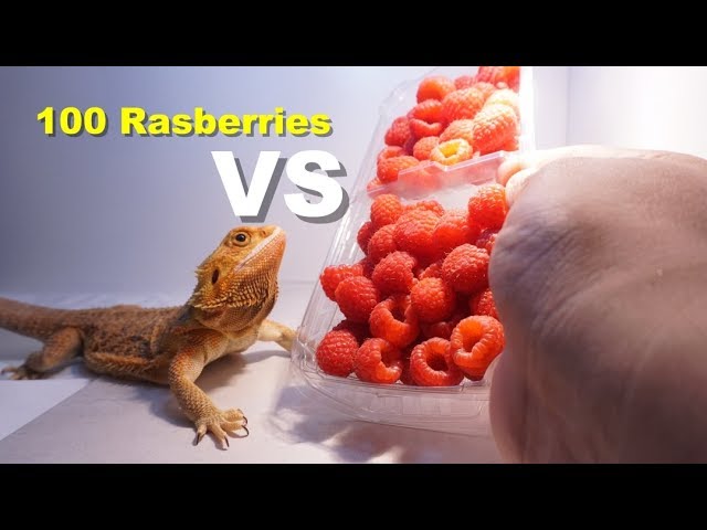 Can Bearded Dragons Eat Raspberries?