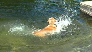 Funny Dog Swims