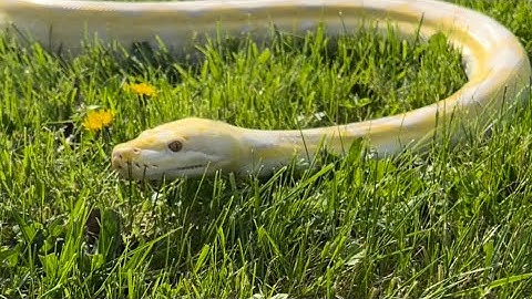 Taking our 10ft reticulated python outside!