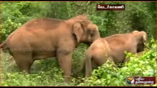 Wild Elephants entered into Cane Garden near Mettupalayam