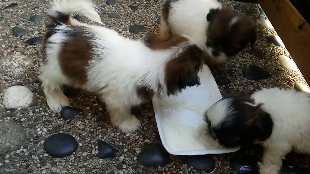 shih-tzu-feeding-serye-soft-diet-with-dog-milk-3rd-deworming-done