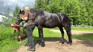 Blind Color Test: Horse Matches Written Words to Colors