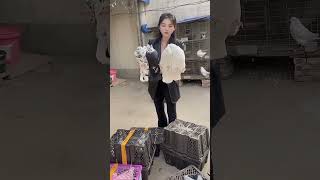 King Size Kabootar Farming 🕊️ | Full Information #fancykabootar #pigeonlovers #kingsizekabootar
