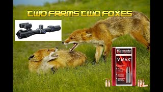 Two Farms Two Foxes