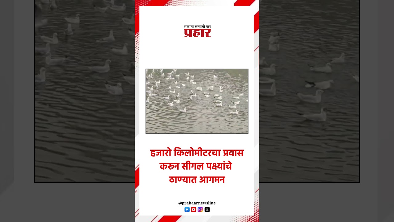 Seagull bird | हजारो किलोमीटरचा प्रवास करून सीगल पक्ष्यांचे ठाण्यात आगमन #prahaarnewsline #thane