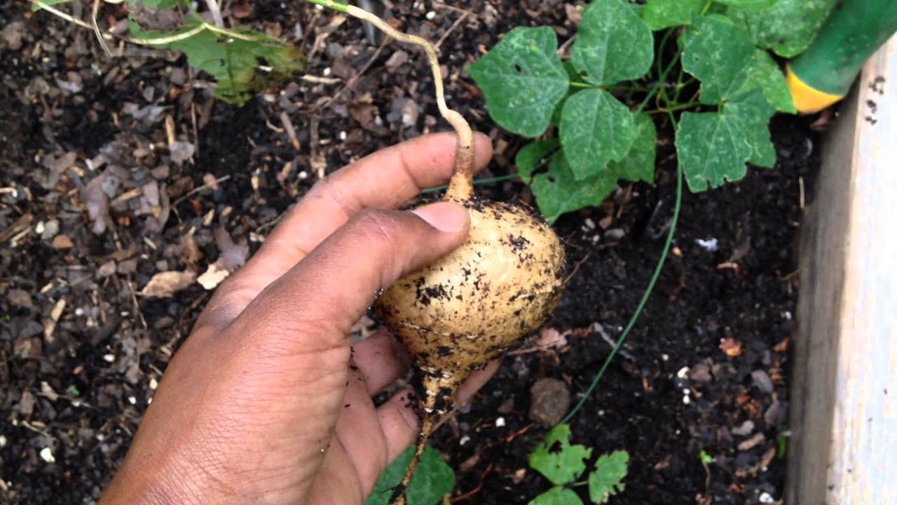 Jicama Surprise You Jicama Surprise