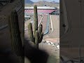 📍 Rattlesnake Hill #indycar #racing #phoenixraceway