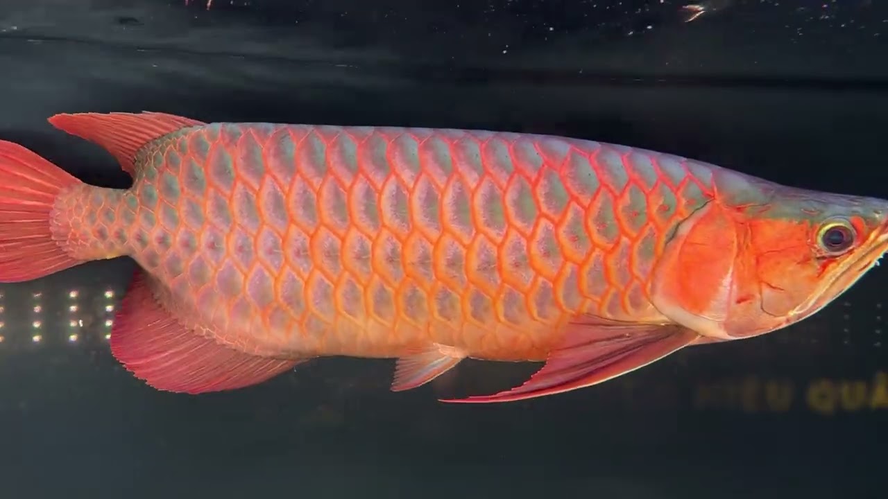 Giải pháp dọn dẹp rong rêu khi tanning