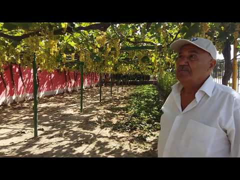 Video: Ekstremal şəraitdə üzüm Yetişdirilməsi Haqqında