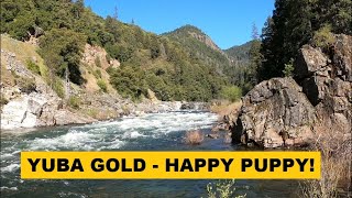 Yuba River Gold - Episode 103 - Yuba Gold With A Happy Puppy