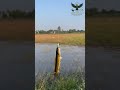 Snakehead hunt shuru… strike ka intezaar nahi, action guaranteed!#fishing #handmadelure #fish #love
