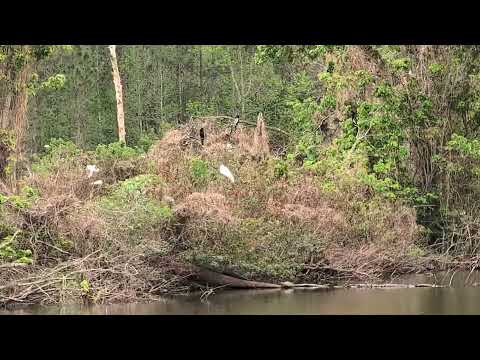 Freedom the Parrot Says Hello to Adult & Juvenile Anhingas in Rookery at Shane Kelly Park! Oviedo 