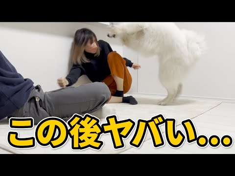 飼い主達がケンカしていたら愛犬はどうする…？【サモエド】