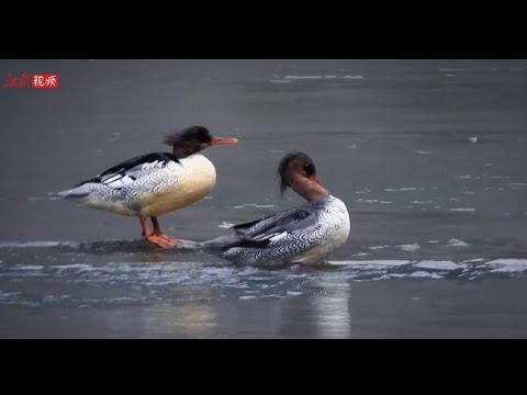 江西龙虎山：寻踪中华秋沙鸭 Looking for Chinese Mergansers in Longhu Mountain of Jiangxi province.